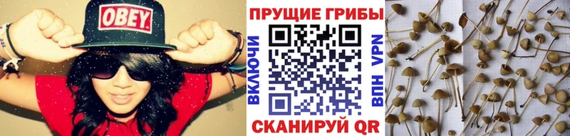 Псилоцибиновые грибы Cubensis  где можно купить наркотик  Северо-Курильск 